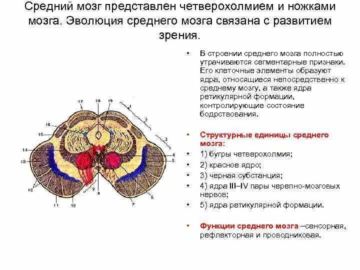 Средний мозг включает в себя