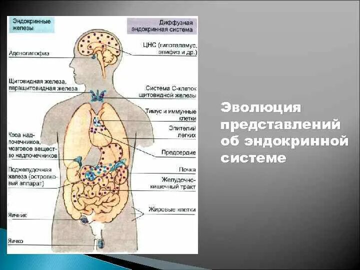 Эндокринная система. Эндокринная система человека схема. Нейроэндокринная система. Диффузная эндокринная система. Диффузная эндокринная