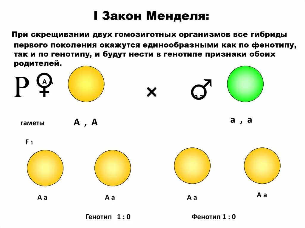 При скрещивании чистых линий между