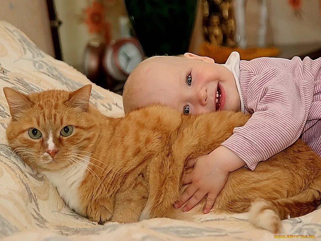 Породы кошек которые любят детей. Коты и дети. мальчик с рыжим котом. кот для детей. рыжий кот для детей.
