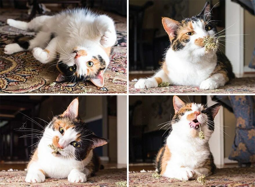 Как красиво сфотографировать котят на продажу. Фотографировать котят. Котенок фотографирует. Как красиво сфоткать котят. Кошачья мимика.