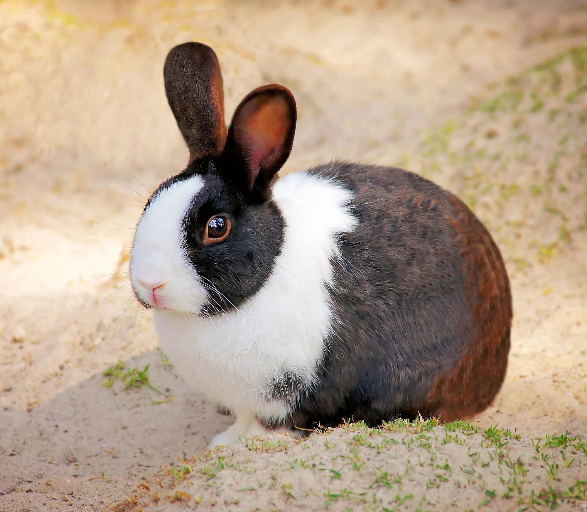 Домашние зайца фото. White rabbit шатобриан. кролик браун. домашние животные кролики. ушастый кролик.