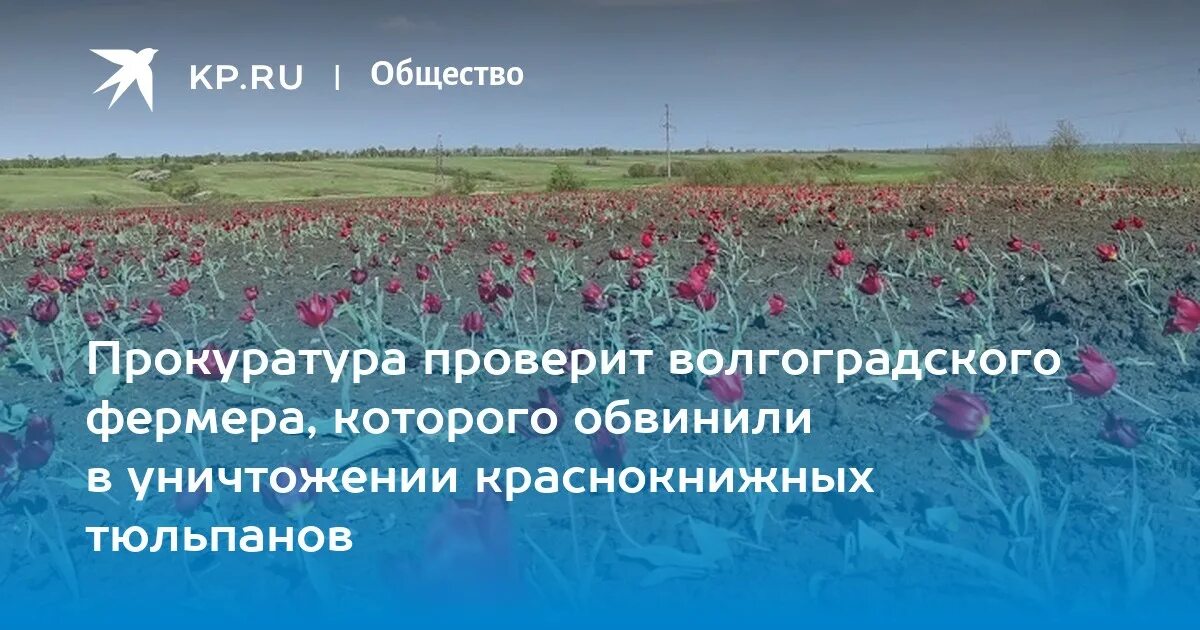 Какой будет апрель в волгограде. Поле тюльпанов в Волгоградской области. Тюльпановое поле в Волгограде. Поле с тюльпанами Волгоград. Тюльпаны под Волгоградом.