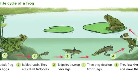 A frog has got