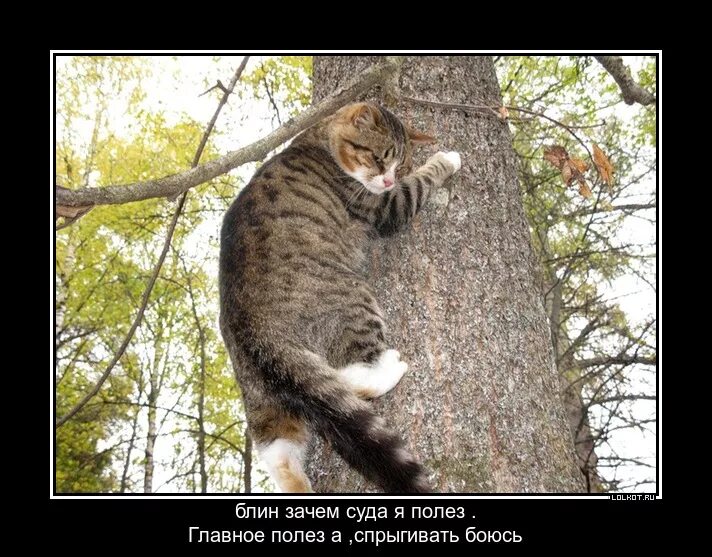 Зачем полез