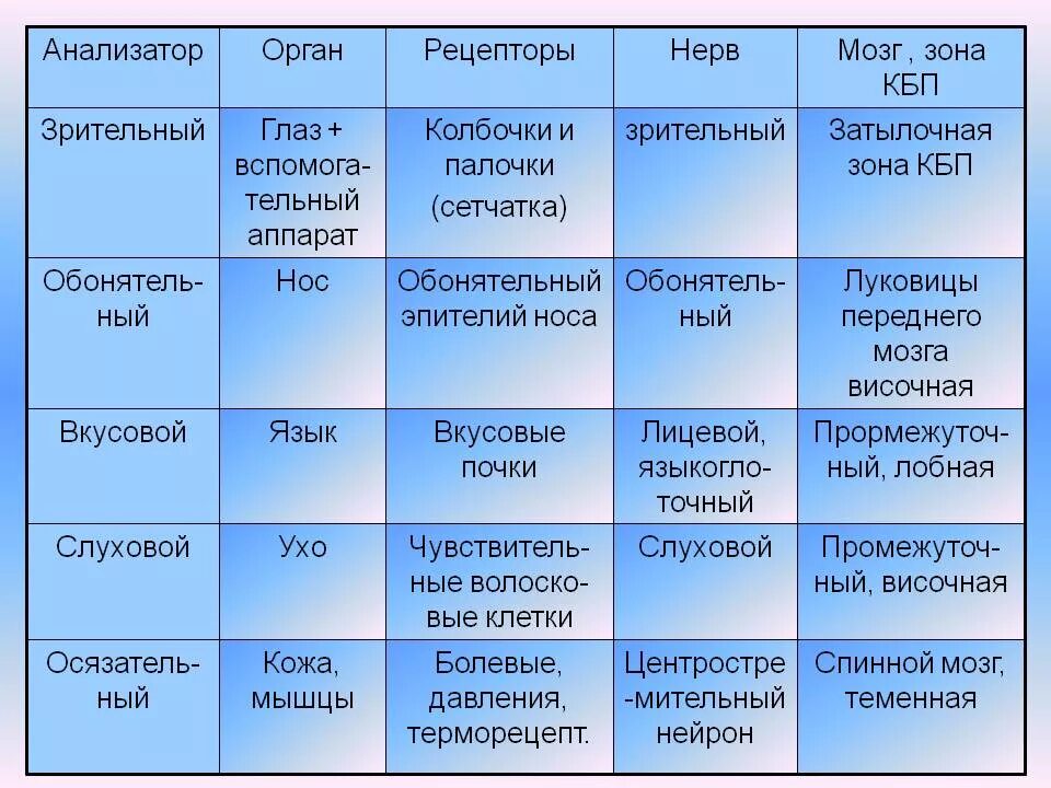 Биология 8 класс нервная система анализаторы. Таблица анализаторы расположение рецепторов. Анализаторы органы чувств таблица. Строение анализаторов таблица. Таблица органы чувств анализаторы биология 8 класс.