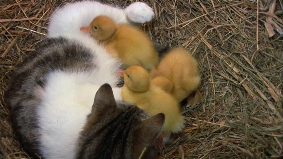 Cat duck. Котенок и цыпленок. Котенок и утенок. Кошка воспитывает утят.