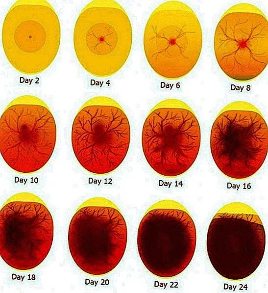 Развитие в яйце по дням фото. Овоскопирование гусиных яиц. Инкубация овоскопирование. Овоскопирование 14 день. Овоскопирование яйца кур.