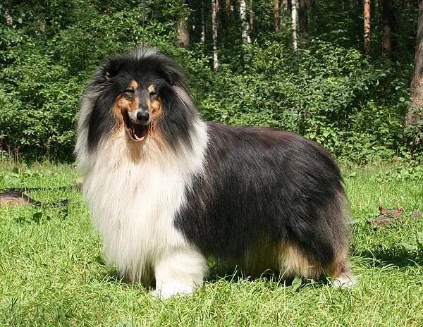 Стаффордширский терьер тяжелого типа. Английский мастиф. Шелти. Int ch. Хинван-ирвин маламут.