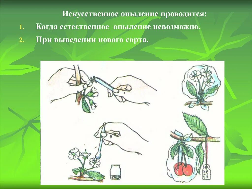 Искусственное опыление. Искусственное опыление растений. Искуственно еопыление. Искусственное опыление цветков. Выведение чистой линии растений