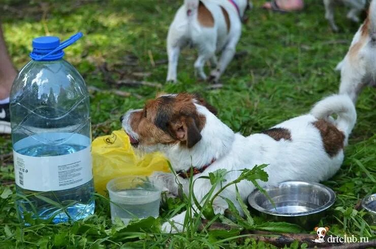Сколько пьют щенки. Собака пьет воду. Собака пьющая воду. Собака пьет много воды причина. Собака хочет пить.
