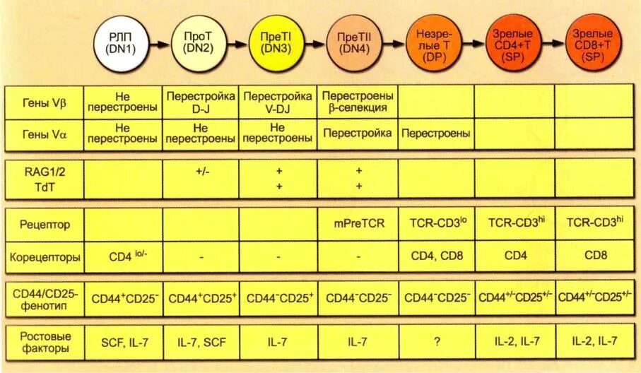 Этапы дифференцировки т лимфоцитов в тимусе. Этапы дифференцировки в лимфоцитов. дифференцировка т лимфоцитов схема. этапы дифференцировки т лимфоцитов. созревание т лимфоцитов схема.