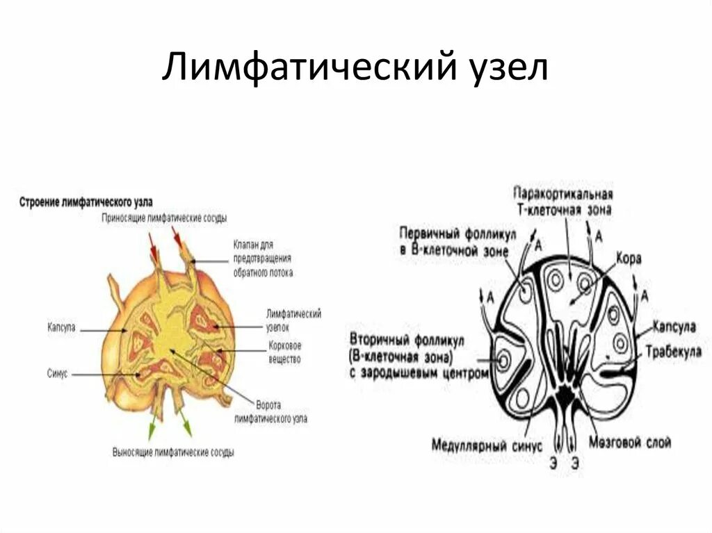 Лимфоузлы особенности. Строение лимфоузла его функции. Строение лимфатического узла. Зарисовать строение лимфатического узла. Схема строения лимфатического узла анатомия.