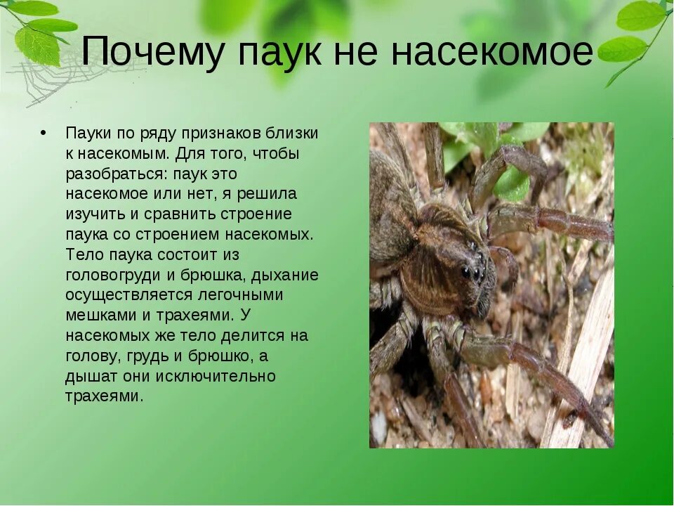 Паук относится к паукообразным. Почему паук не насекомое. Паук это насекомое или нет. Паукообразные относятся к насекомым. Паук относится к насекомым или нет.