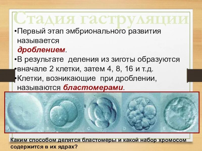 Этапы эмбрионального развития дробление. Первый этап эмбрионального развития. Этапы эмбрионального развития зигота. Характеристика дробления зиготы.