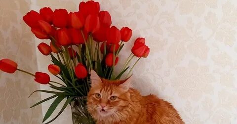 Можно ли котам тюльпаны