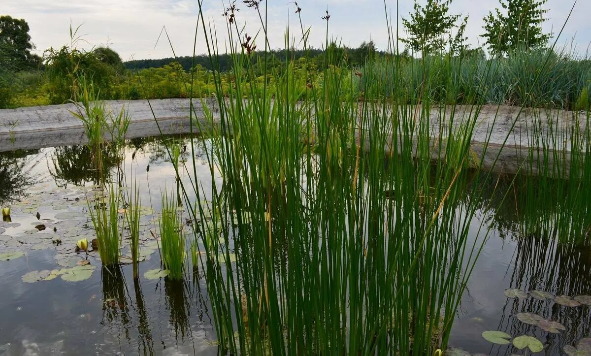 Камыш водоем. Схеноплектус Озерный. Камыш Озёрный Scirpus lacustris. Камыш Озерный albescens. Схеноплектус Озёрный (камыш Озёрный).