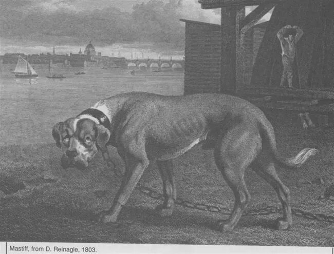 Меделян вымершие породы собак. Меделян (мордаш. Охотничий меделян. Меделянская собака куприн. Меделянская собака куприн.