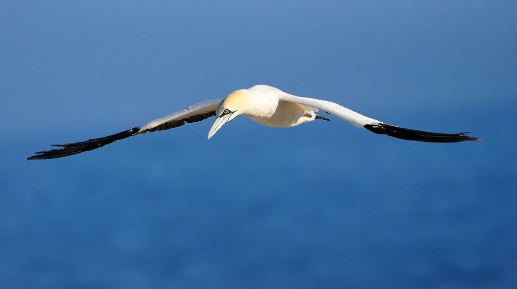Птица обитающая в морских акваториях. Капская олуша. gannet птица. cape gannet. капский голубок.