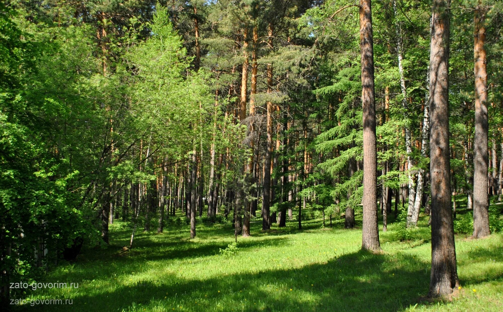 Сосновый лес хабаровск. Вяз ильм карагач берест. Тропинка в зимнем лесу. Хвойный папоротник. Саракташ березовая роща.
