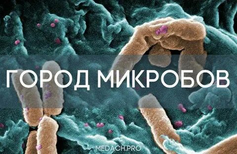 Г и г бактерии