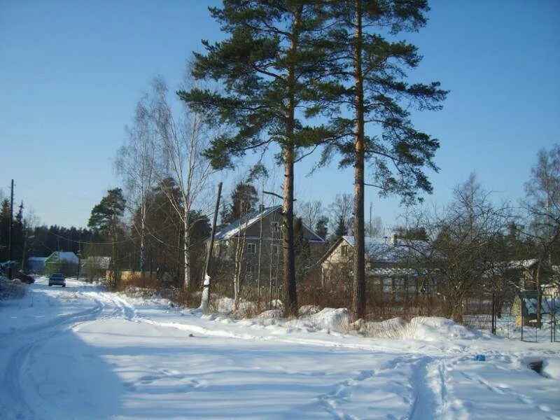 вырица ветеринарная