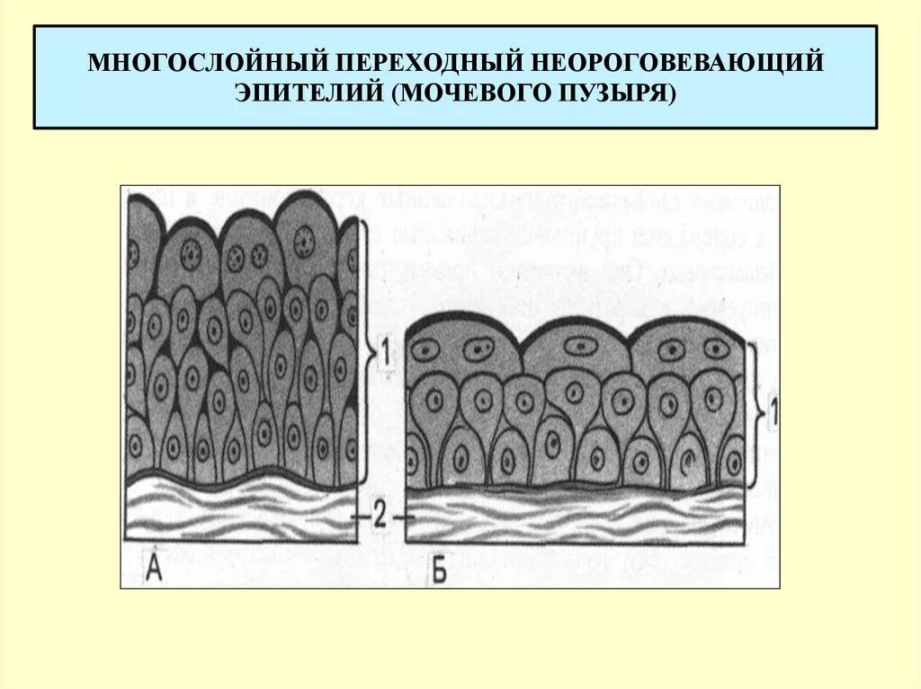 Слои переходного эпителия. Многослойный переходный эпителий. Многослойный промежуточный эпителий. Многослойный плоский переходный эпителий. Переходный эпителий уротелий.