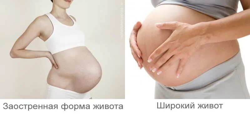 Как определить беременный живот. Форма живота у беременных девочкой. форма живота при беременности и пол ребенка. форма живота у беременных мальчиком. пол ребёнка по форме живота.