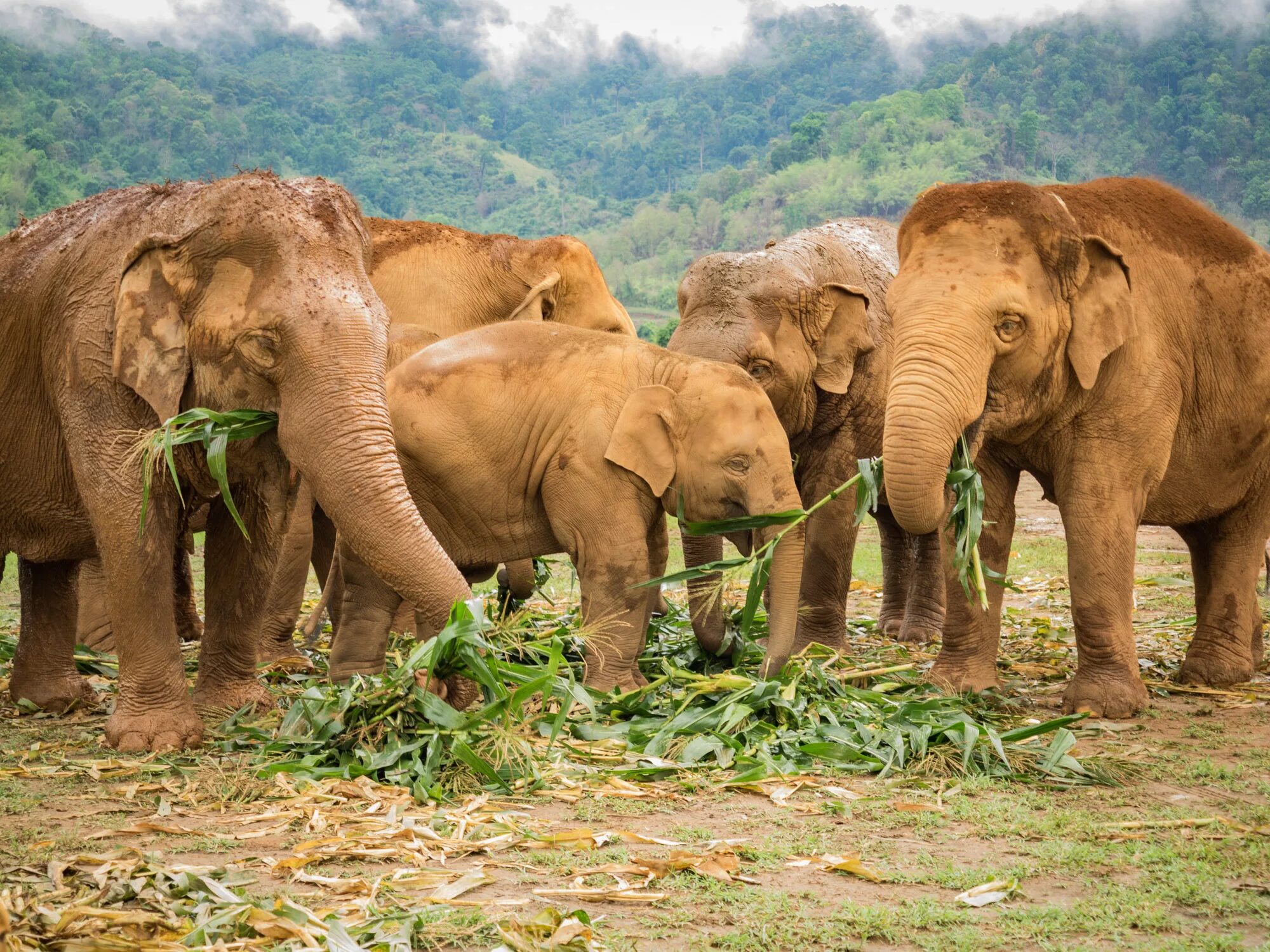 Elephant sanctuary park. Elephant nature Park Тайланд. Парк слонов Чиангмай. Слон в джунглях. Найсна заповедник слонов.