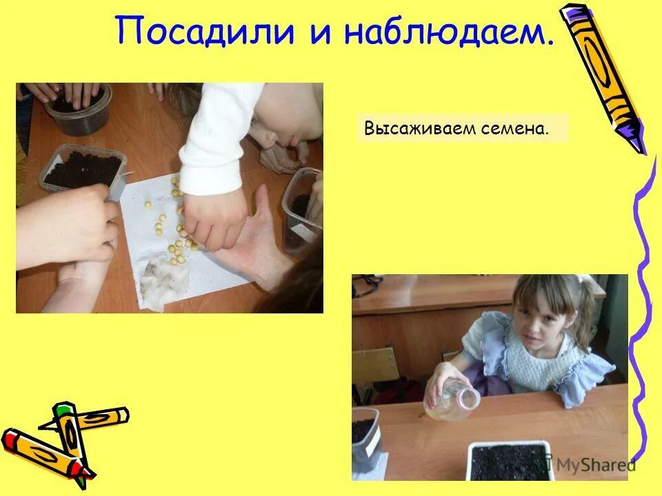 садить деревья. посадка саженцев деревьев. посадите следящих. высаживание деревьев. поможем природе.