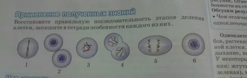 Установите последовательность в первом деление