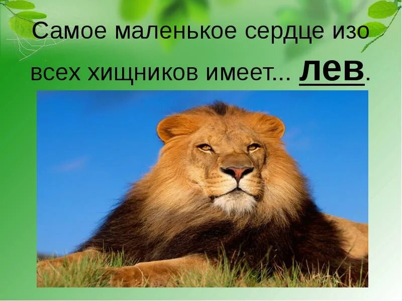 Умное млекопитающее