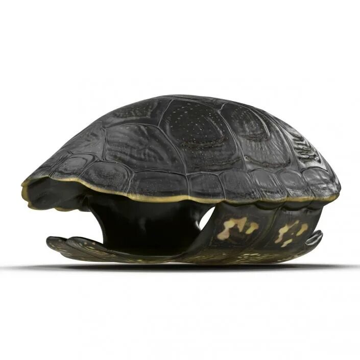 Turtle shell. Панцирь черепахи. Из панциря черепахи. Нижняя часть панциря черепахи. Поделки из панциря черепахи.