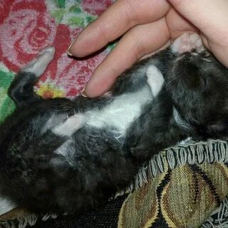 Кот разбор