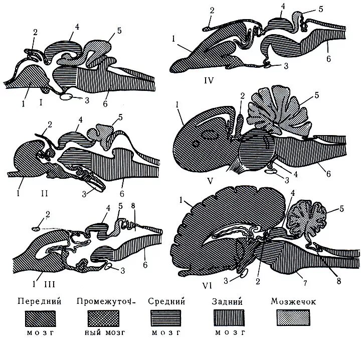 Отделы головного мозга птиц обонятельные доли. Мозжечок у птиц. Мозже,ок у млекопитающих. Передний средний продолговатый мозжечок головной мозг. Строение головного мозга млекопитающих.