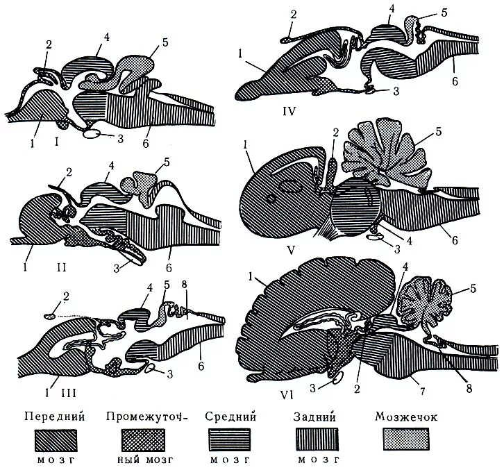 Филогенез головного мозга рыбы. Филогенез мозга позвоночных. Филогенез головного мозга хордовых. Филогенез животных головного мозга.