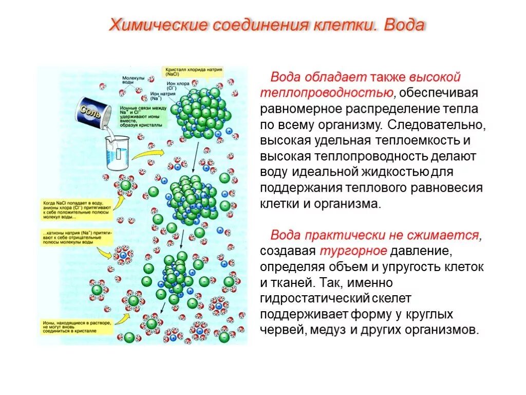 Неорганические живые клетки. Клеточная вода. Химические соединения клетки вода.