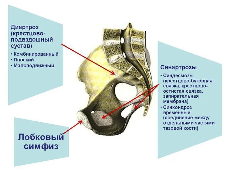 Кости крестцово подвздошного сустава. Крестцово подвздошный сустав связки анатомия. Крестцово копчиковый синхондроз. Расхождение крестцово-подвздошного сочленения. Болят кости после операции