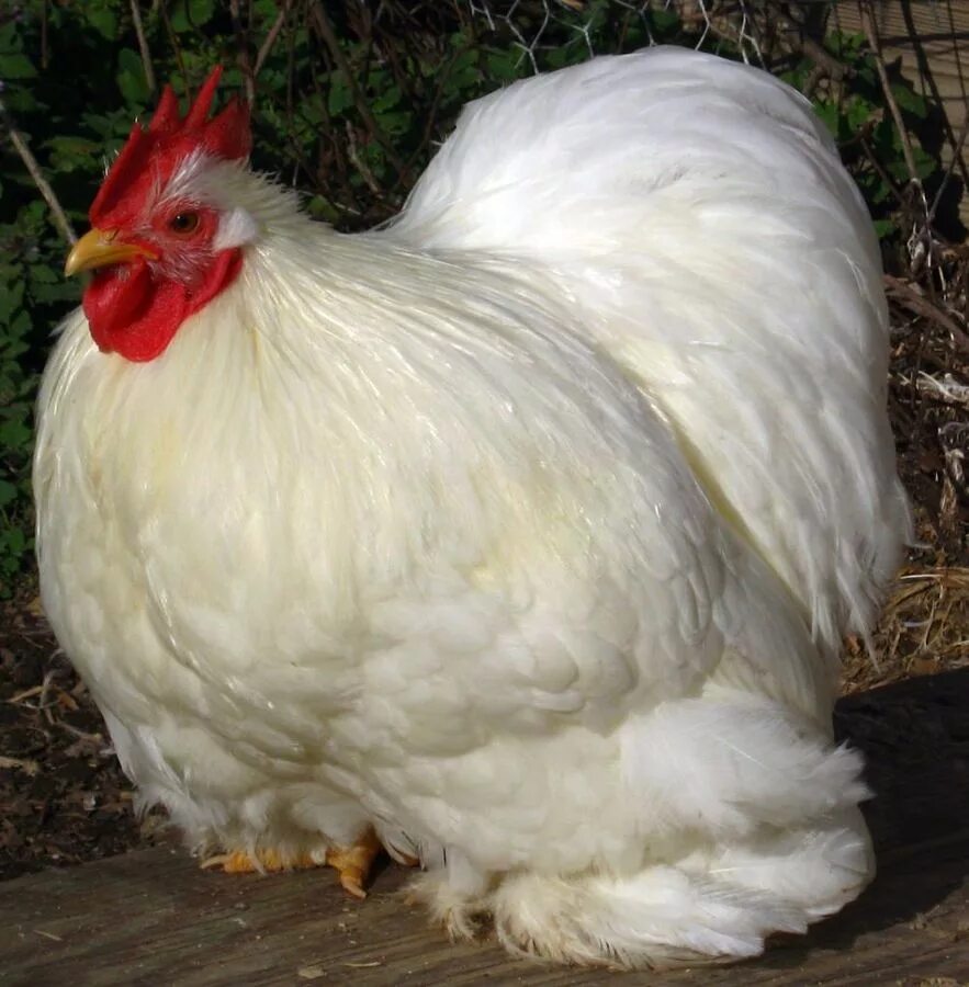 Голландские куры несушки породы. Белая курица. Породы белых кур. Голландская белая курица.