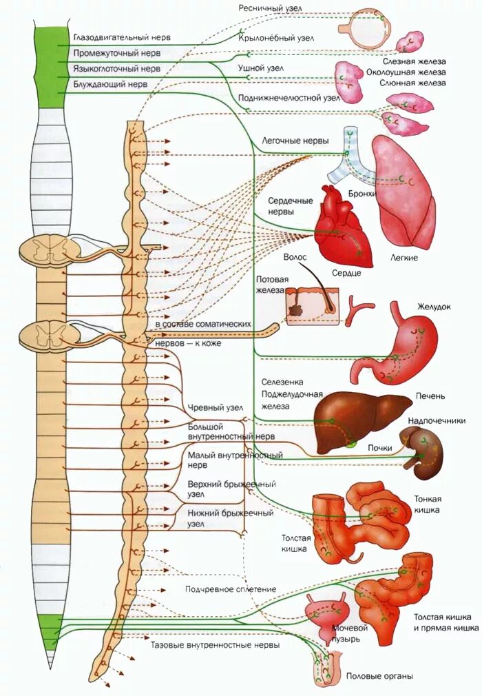 Строение и функции симпатического отдела. Симпатическая и вегетативная нервная система анатомия. Симпатический отдел нервной системы строение. Схема строения парасимпатической части вегетативной нервной системы. Центры вегетативной нервной системы анатомия.