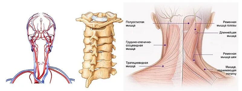 Улучшение кровообращения головного при шейном. Упражнения для кровотока головы и шеи. Улучшаем кровообращение в шее. Упражнения для шеи для улучшения кровообращения головного мозга. Упражнения для улучшения кровотока в шейном отделе.
