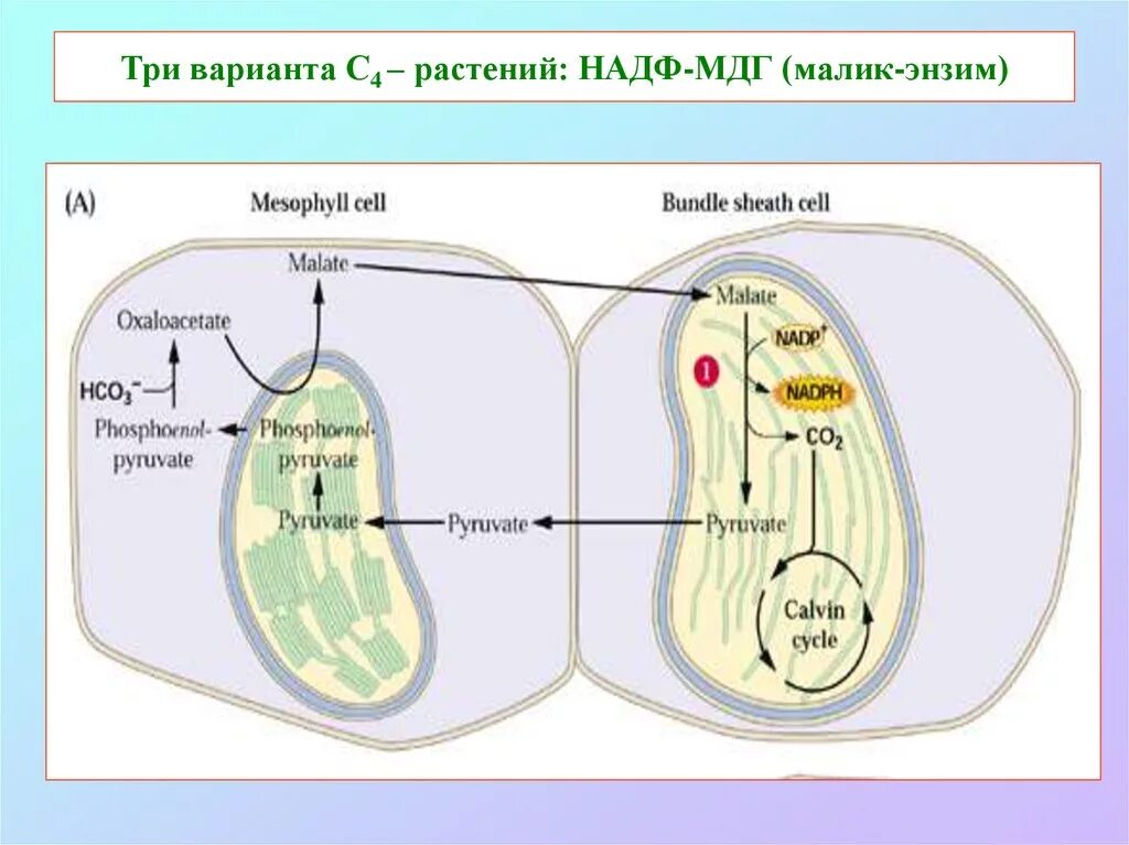 Образование атф в темновой фазе. С4-путь фотосинтеза (цикл хетча — Слэка). С4 путь фотосинтеза. Темновая фаза фотосинтеза. С3 и с4 растения.