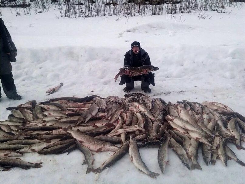 Топят щуками. Огромная куча рыбы. Якуты рыболовство. Зимняя рыбалка на карася. Топят щуками.