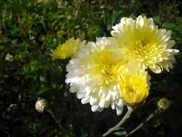 Хризантема селебрейт. Хризантема длиннолепестковая. Хризантема сорт балиос. Хризантема одноголовая зембла желтая. Хризантема корейская мерри.