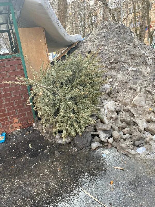елочный круговорот. дворник выбросили елку зима. выброшенные елки после нового года. женщина выбрасывает елку. выброшенная новогодняя елка.