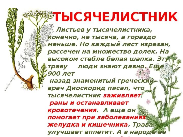 Тысячелистник лекарственное растение. Тысячелистник травник. Тысячелистник обыкновенный листья. Тысячелистник сорняк. Растения в домашней аптечке 2