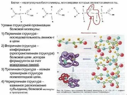 Первичный уровень белка