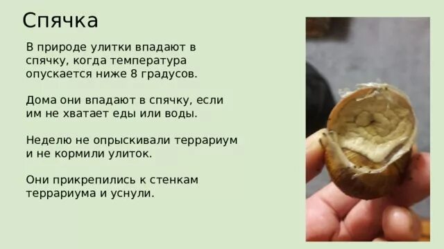 Когда шершни впадают в спячку. Когд аулитки вподают в спячьку. улитки впадают в спячку. улитки ахатины впадают в спячку. когда улитка ахатина впадает в спячку.