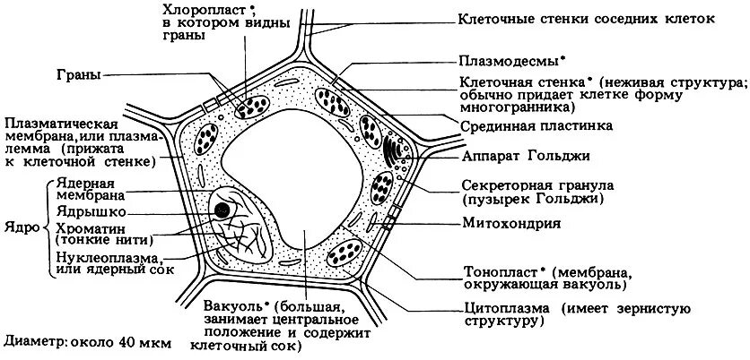 Клетка листа смородины