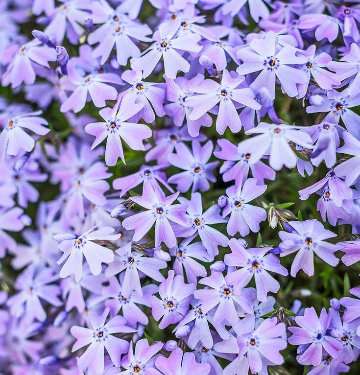 Флокс мох. Флокс Лавендер Вольке. Moss Phlox. Phlox subulata Spring Blue. Флокс шейдс